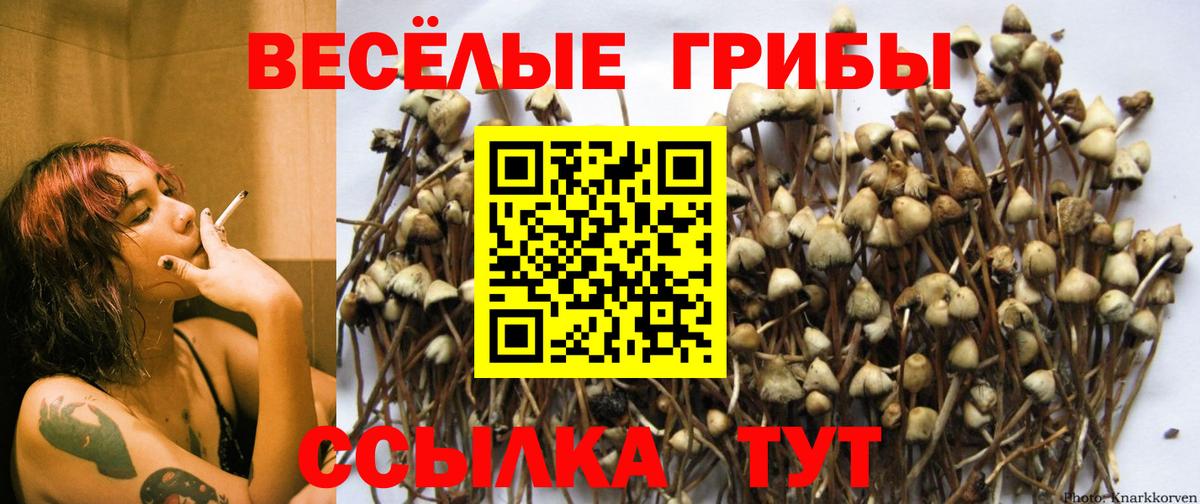 даркнет сайт  Вход с VPN  Вятские Поляны  Псилоцибиновые грибы GOLDEN TEACHER 